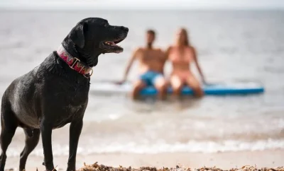 Spiagge Dog-Friendly in Salento: Vacanza con il Cane